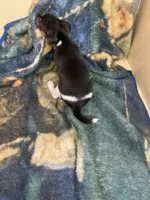 Rat terrier male 2, a male Rat Terrier for sale in Cainsville, MO – 7 of 9