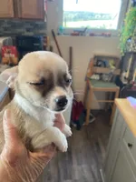Female 2 , a female Chihuahua for sale in Cainsville, MO – 5 of 7