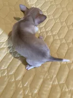 Chihuahua Male, a male Chihuahua for sale in Cainsville, MO – 4 of 9