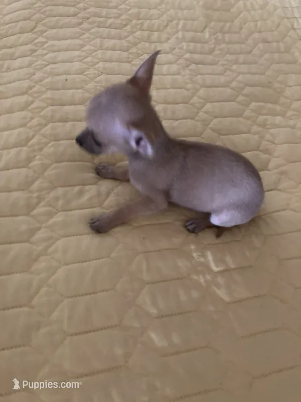 Applehead Chihuahua Female. – Chihuahua puppy for sale in Cainsville, MO