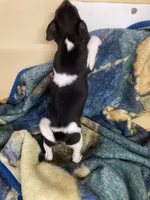 Rat terrier male 2, a male Rat Terrier for sale in Cainsville, MO – 2 of 9