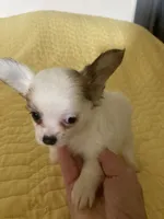Longhair male, a male Chihuahua for sale in Cainsville, MO – 3 of 5