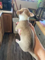 Female 2 , a female Chihuahua for sale in Cainsville, MO – 7 of 7