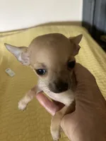 Applehead Chihuahua Female., a female Chihuahua for sale in Cainsville, MO – 7 of 7