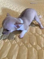 Chihuahua Male, a male Chihuahua for sale in Cainsville, MO – 5 of 9