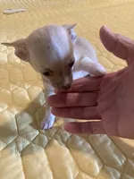 Chihuahua Male, a male Chihuahua for sale in Cainsville, MO – 9 of 9