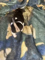 Rat terrier male 2, a male Rat Terrier for sale in Cainsville, MO – 5 of 9