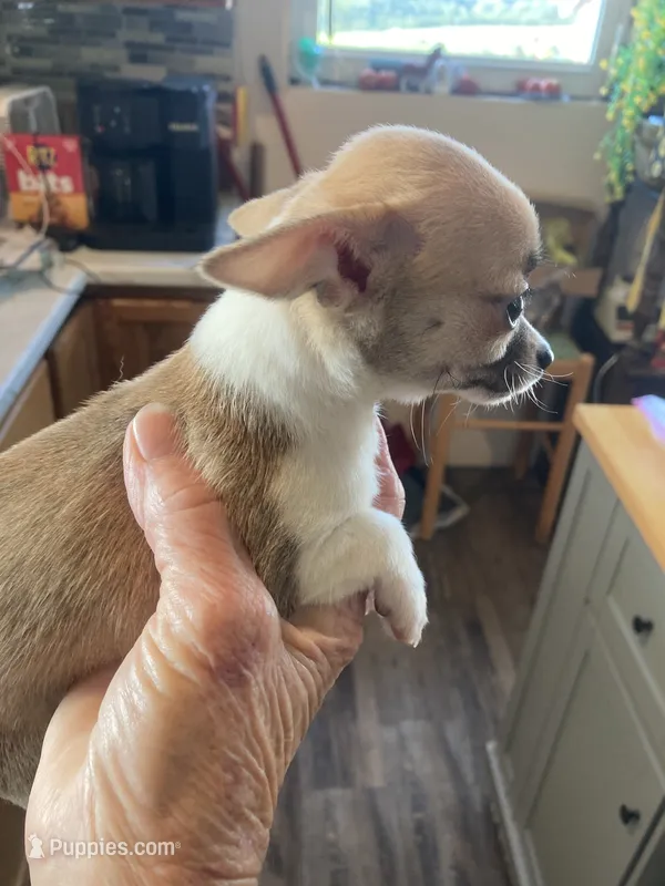 Female 2  – Chihuahua puppy for sale in Cainsville, MO