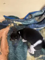 Rat terrier male 2, a male Rat Terrier for sale in Cainsville, MO – 6 of 9