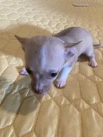 Chihuahua Male, a male Chihuahua for sale in Cainsville, MO – 6 of 9