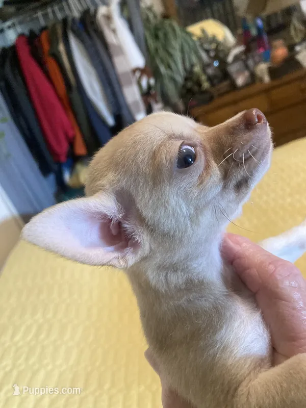Chihuahua Male – Chihuahua puppy for sale in Cainsville, MO