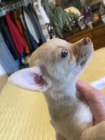 Chihuahua Male, a male Chihuahua for sale in Cainsville, MO – 1 of 9