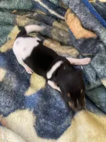 Rat terrier male, a male Rat Terrier for sale in Cainsville, MO – 4 of 6