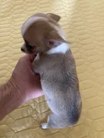 Female 2 , a female Chihuahua for sale in Cainsville, MO – 3 of 7