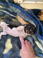 Rat terrier male, a male Rat Terrier for sale in Cainsville, MO – 1 of 6