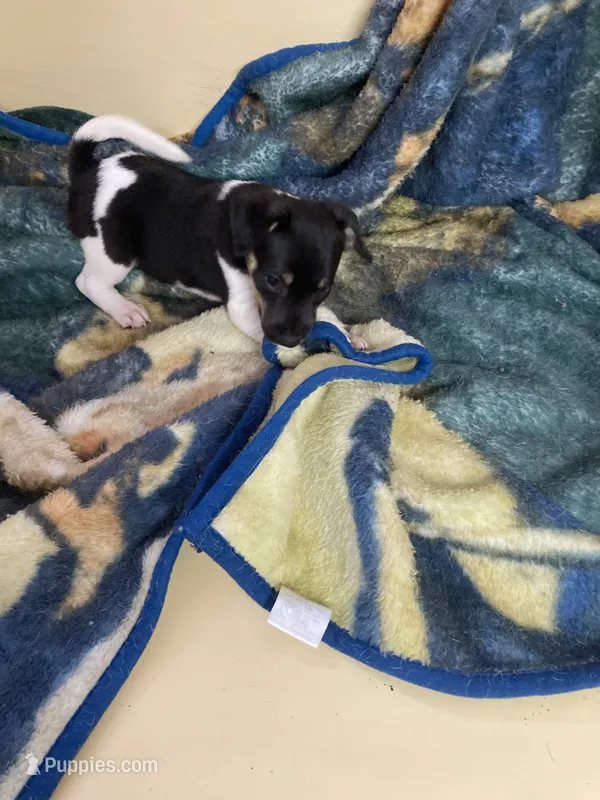 Rat terrier male 2 – Rat Terrier puppy for sale in Cainsville, MO