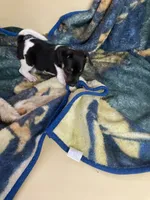 Rat terrier male 2, a male Rat Terrier for sale in Cainsville, MO – 1 of 9