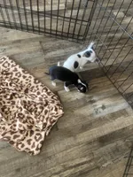 Teacup girl , a female Chihuahua for sale in Cainsville, MO – Photo 7 of 9