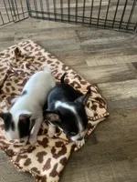 Teacup girl , a female Chihuahua for sale in Cainsville, MO – Photo 2 of 9