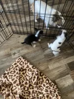 Teacup girl , a female Chihuahua for sale in Cainsville, MO – Photo 8 of 9