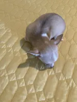 Chihuahua Male, a male Chihuahua for sale in Cainsville, MO – 7 of 9