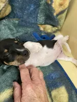 Rat terrier male, a male Rat Terrier for sale in Cainsville, MO – 3 of 6