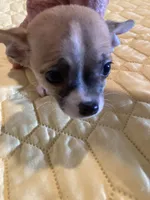 Tiny teacup male, a male Chihuahua for sale in Cainsville, MO – 2 of 4