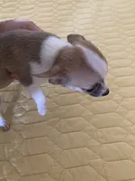 Female 2 , a female Chihuahua for sale in Cainsville, MO – 2 of 7