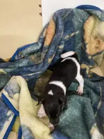 Rat terrier male 2, a male Rat Terrier for sale in Cainsville, MO – 4 of 9