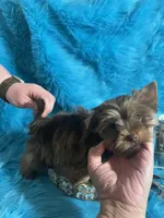 Akc Faith, a female Yorkshire Terrier for sale in Clayton, OK – Photo 8 of 9