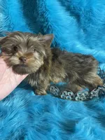 Akc Faith, a female Yorkshire Terrier for sale in Clayton, OK – Photo 7 of 9
