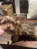 Akc Faith, a female Yorkshire Terrier for sale in Clayton, OK – Photo 6 of 9