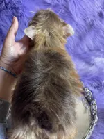 Akc Faith, a female Yorkshire Terrier for sale in Clayton, OK – Photo 4 of 9