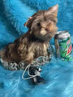 Akc Faith, a female Yorkshire Terrier for sale in Clayton, OK – Photo 5 of 9