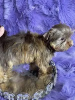 Akc Faith, a female Yorkshire Terrier for sale in Clayton, OK – Photo 3 of 9