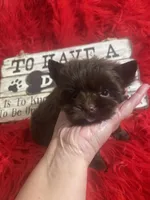 Mack, a male Yorkshire Terrier for sale in Clayton, OK – Photo 2 of 5