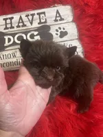 Mack, a male Yorkshire Terrier for sale in Clayton, OK – Photo 4 of 5