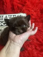 Mack, a male Yorkshire Terrier for sale in Clayton, OK – Photo 5 of 5