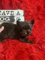 Mack, a male Yorkshire Terrier for sale in Clayton, OK – Photo 3 of 5