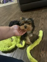 Akc Jewel, a female Yorkshire Terrier for sale in Clayton, OK – Photo 2 of 10