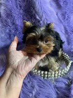 Akc Jewel, a female Yorkshire Terrier for sale in Clayton, OK – Photo 8 of 10