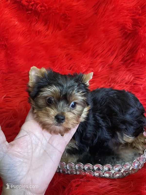 Akc Jewel, a female Yorkshire Terrier for sale in Clayton, OK – Photo 1 of 10
