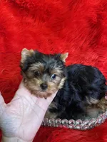 Akc Jewel, a female Yorkshire Terrier for sale in Clayton, OK – Photo 1 of 10