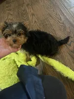 Akc Jewel, a female Yorkshire Terrier for sale in Clayton, OK – Photo 3 of 10