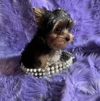 Akc Jewel, a female Yorkshire Terrier for sale in Clayton, OK – Photo 5 of 10