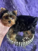 Akc Jewel, a female Yorkshire Terrier for sale in Clayton, OK – Photo 10 of 10