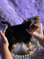 Akc Jewel, a female Yorkshire Terrier for sale in Clayton, OK – Photo 4 of 10