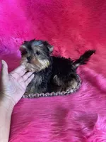 Sassy babydoll, a female Yorkshire Terrier for sale in Clayton, OK – Photo 8 of 8