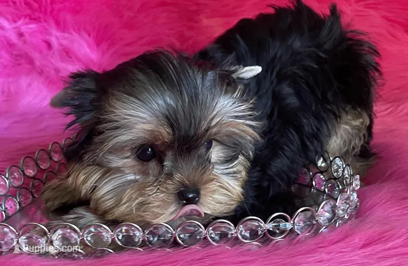 Sassy babydoll, a female Yorkshire Terrier for sale in Clayton, OK – Photo 1 of 8