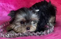 Sassy babydoll, a female Yorkshire Terrier for sale in Clayton, OK – Photo 1 of 8